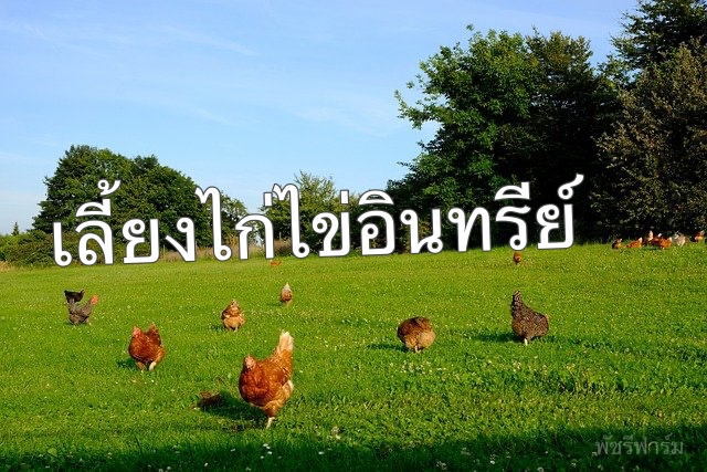 แนวทางและรูปแบบการเลี้ยงไก่ไข่อินทรีย์